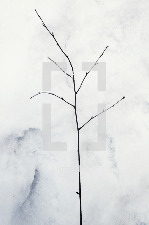 branch in the snow