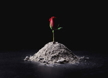 red rose in ashes 