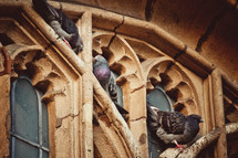 pigeons on church windows in Oxford 