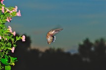 hummingbird in flight 