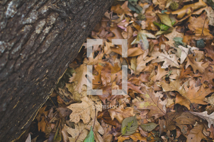 fall leaves and tree bark on a log