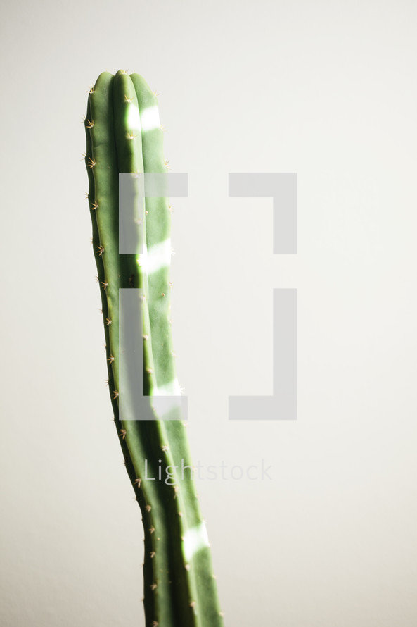tall cactus 