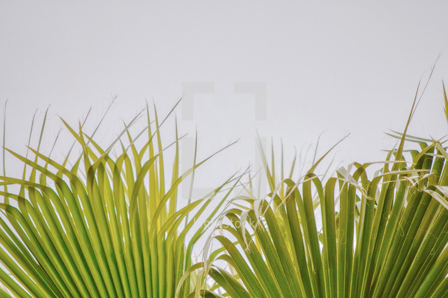 palms in sunlight against a white background 