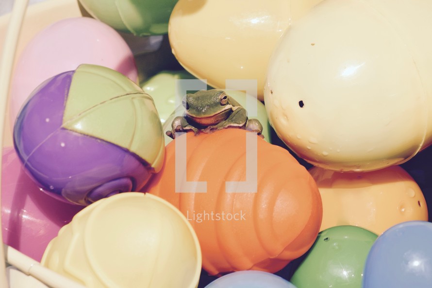 a tree frog on Easter eggs 
