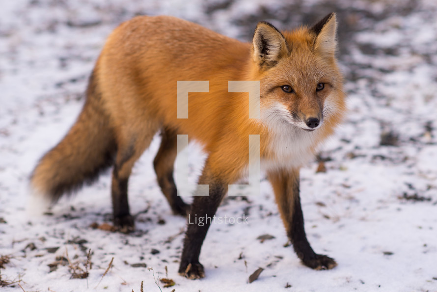 fox in the snow 