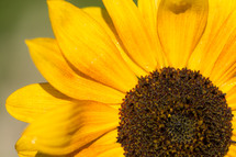 closeup of a sunflower 