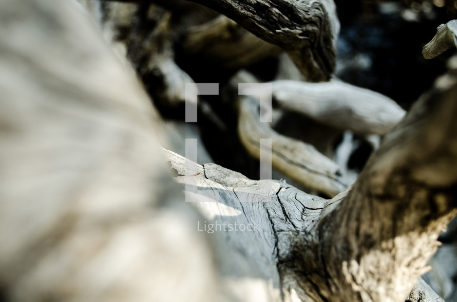 driftwood closeup