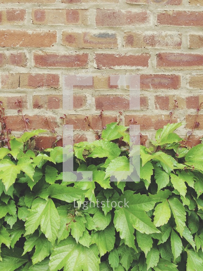 ivy and a brick wall 