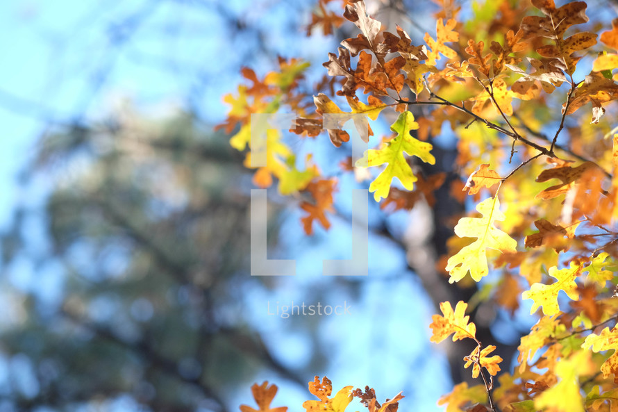 fall oak leaves 