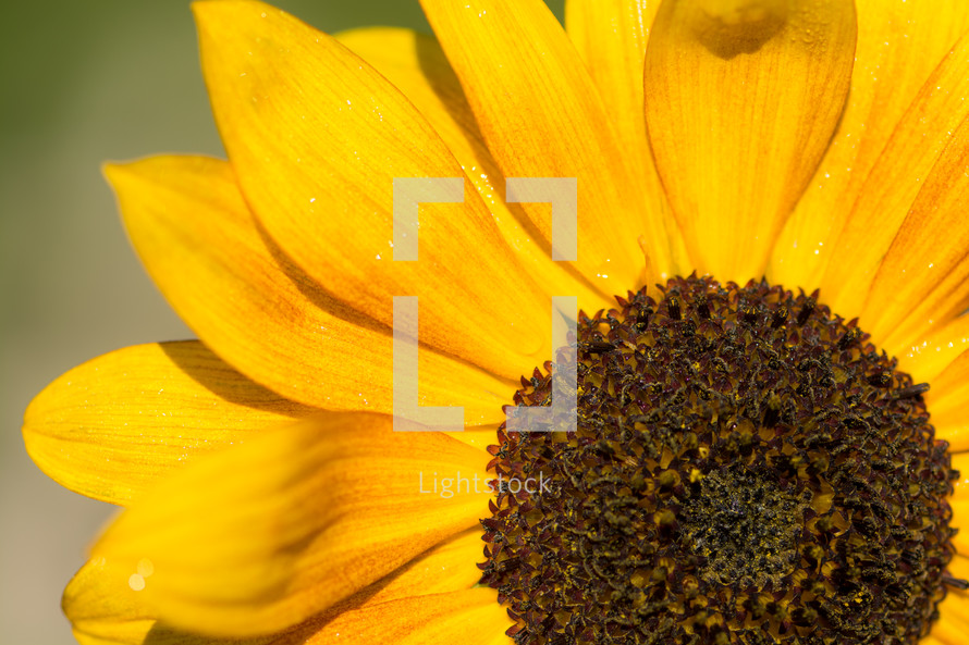 closeup of a sunflower 