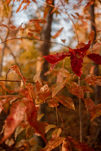 red autumn foliage 