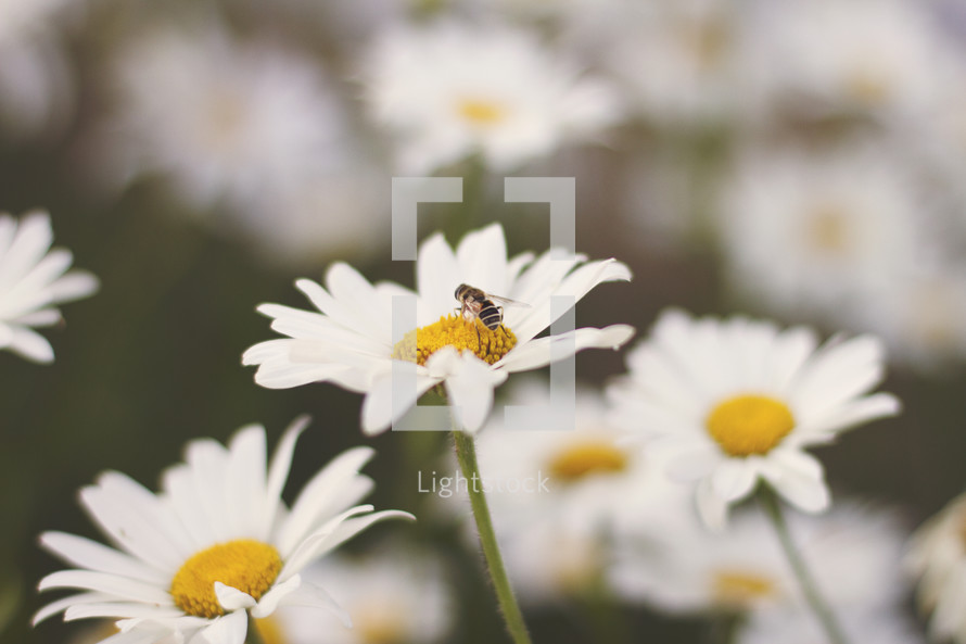 Honey bee on a daisy.