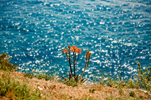 flowers along a shore in Spain 