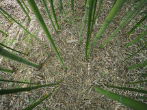 Perspective view of green Bamboo (Bambuseae) trees useful as a background