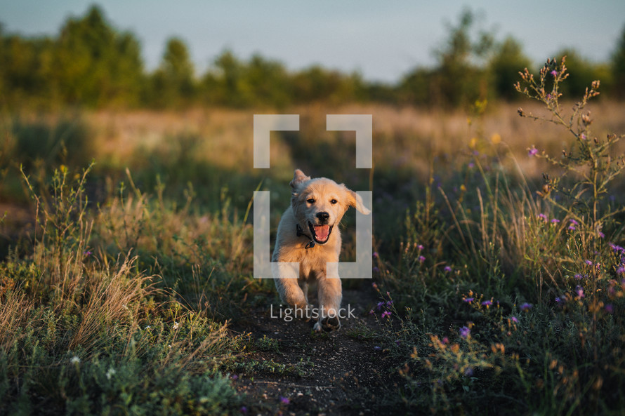 Sweet Golden Retriever Puppy Running On Green Grass.happy Doggy,Playful Activity