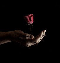 hand with thorns holding a rose in darkness 
