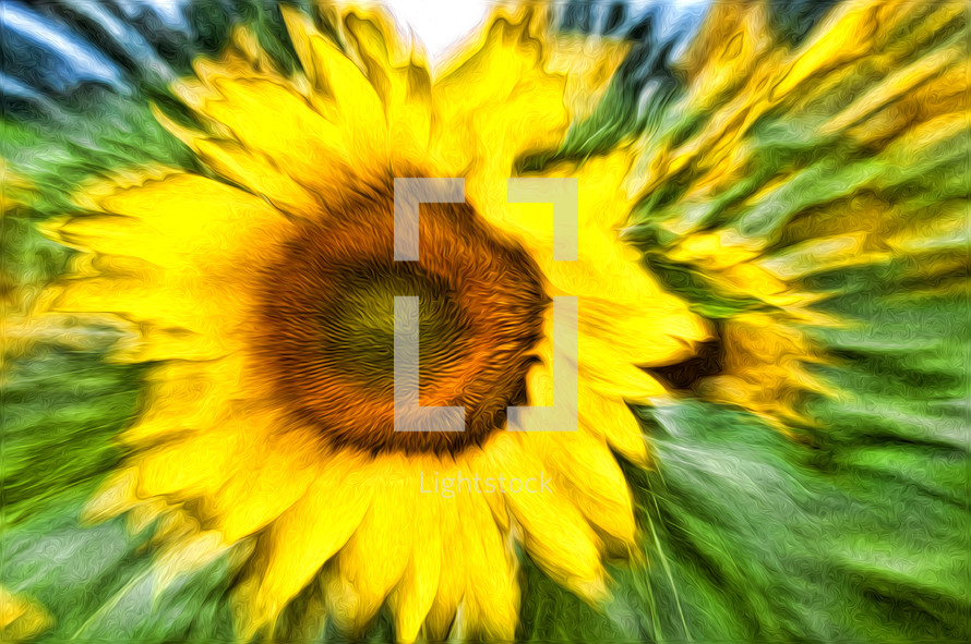 blurry sunflower 