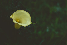 yellow calla lily 