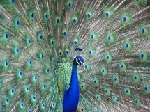 Prideful Peacock