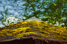 moss on a roof 