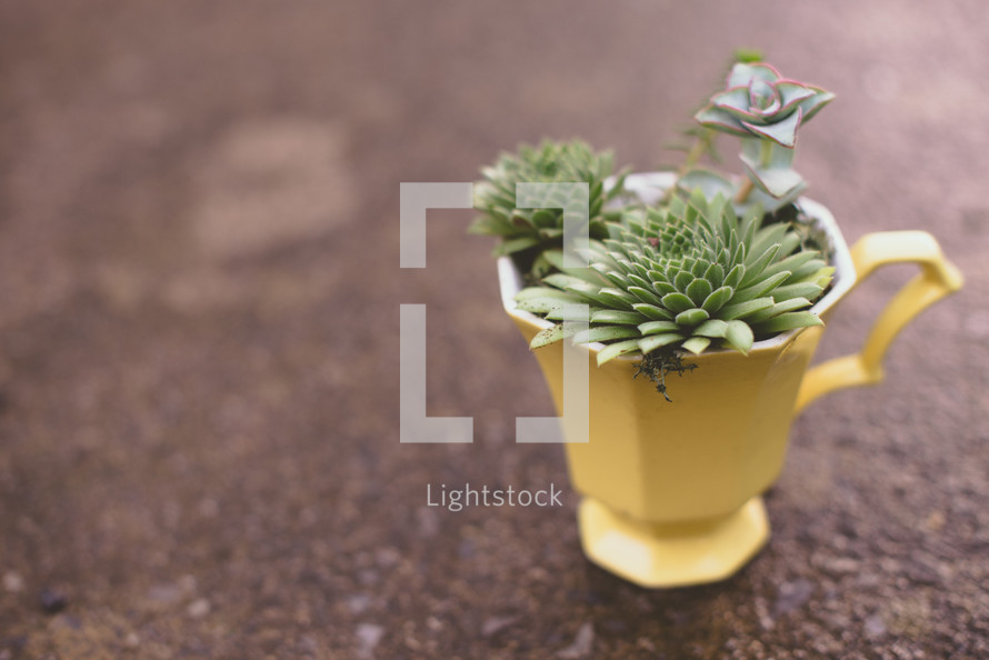 succulent plants in a mug on the ground 