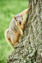 squirrel climbing a tree