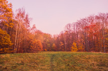fall forest and green grass 