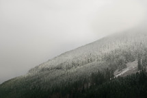 snow on a mountaintop forest 