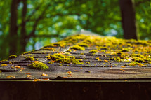 moss on a roof 