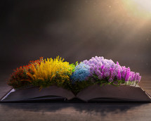 Colorful flowers rest on top of the pages of an open Bible.
