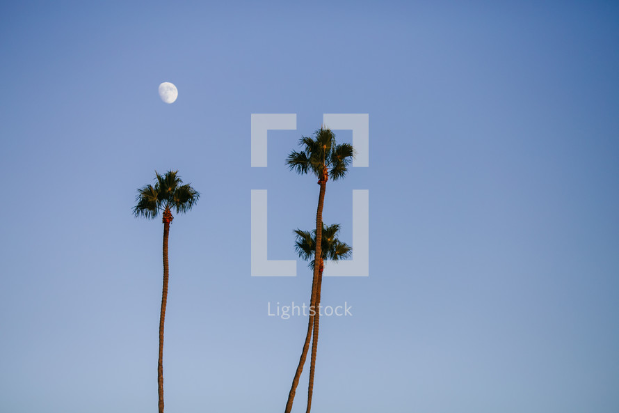 moon above palm trees 
