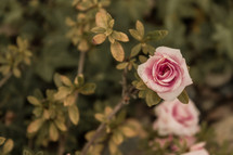 A pink rose in a rose bush