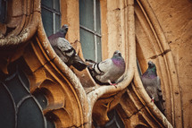 pigeons on a church window in Oxford 