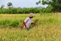 Man harvesting rice 