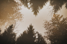 tree silhouette border 