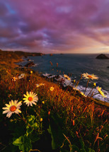 daisies on a shore at sunset 