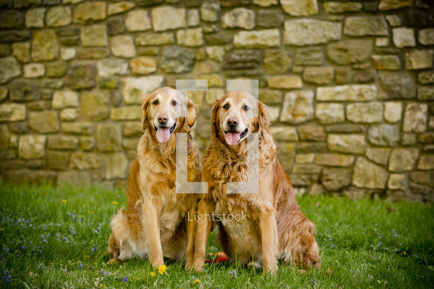 two golden retriever dogs