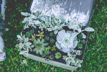 succulent plants in a tin box 