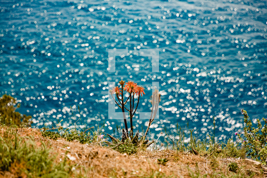 flowers along a shore in Spain 