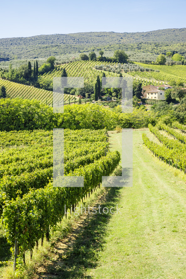 vineyard in Tuscany 