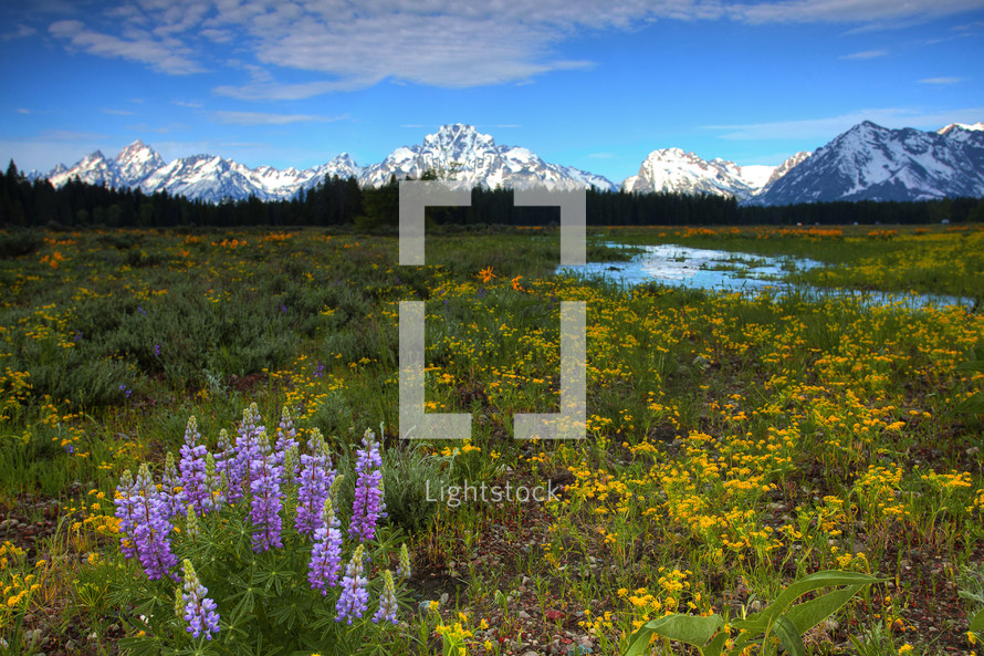 meadow of flowers, creek, and snow capped mountains 