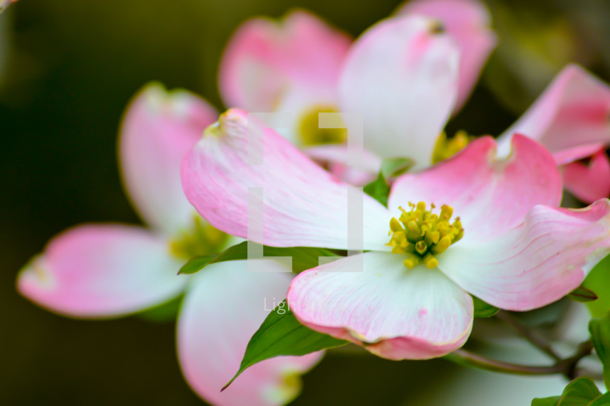 pink dogwood flowers 