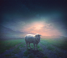 A sheep wanders away from the others and is lost at night