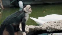 Slow motion of Furry Capuchin Monkey On Rock Hole By The Forest River On The Pacific Coast. 