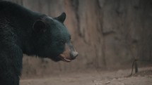 Close Up Of Black Bear In Woodland. Ursus Americanus.	