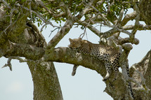 sleeping leopard in a tree branch