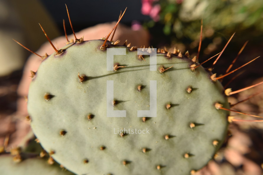 prickly pear cactus spines 