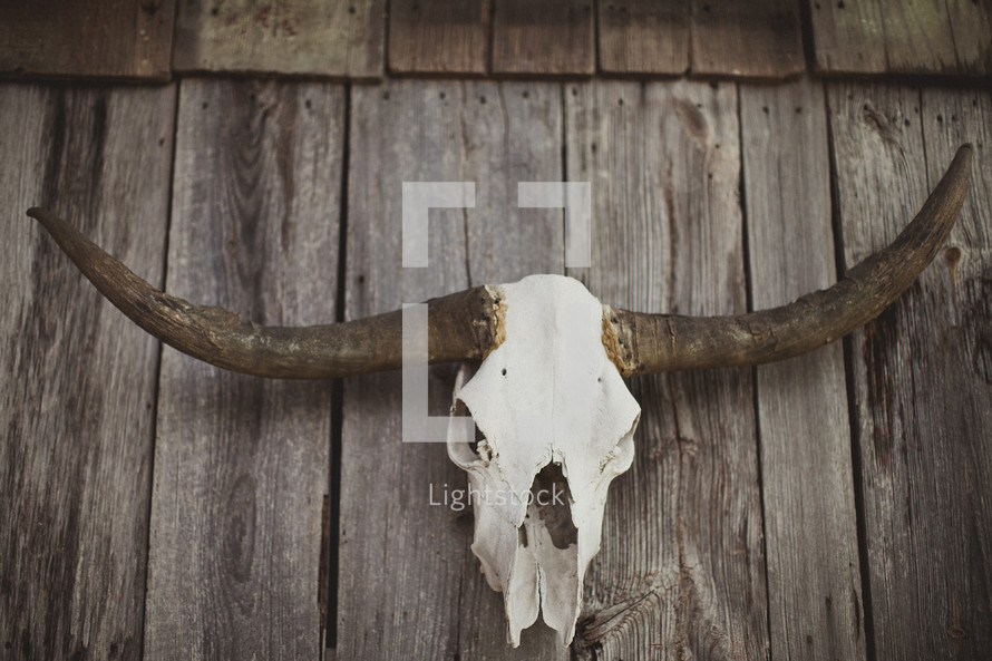 Bull horns and skull