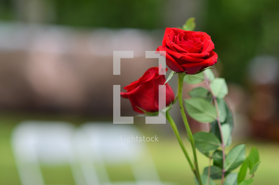 Red rose plant