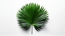 A large round palm branch with green leaves spread out. Set against a white background. 
